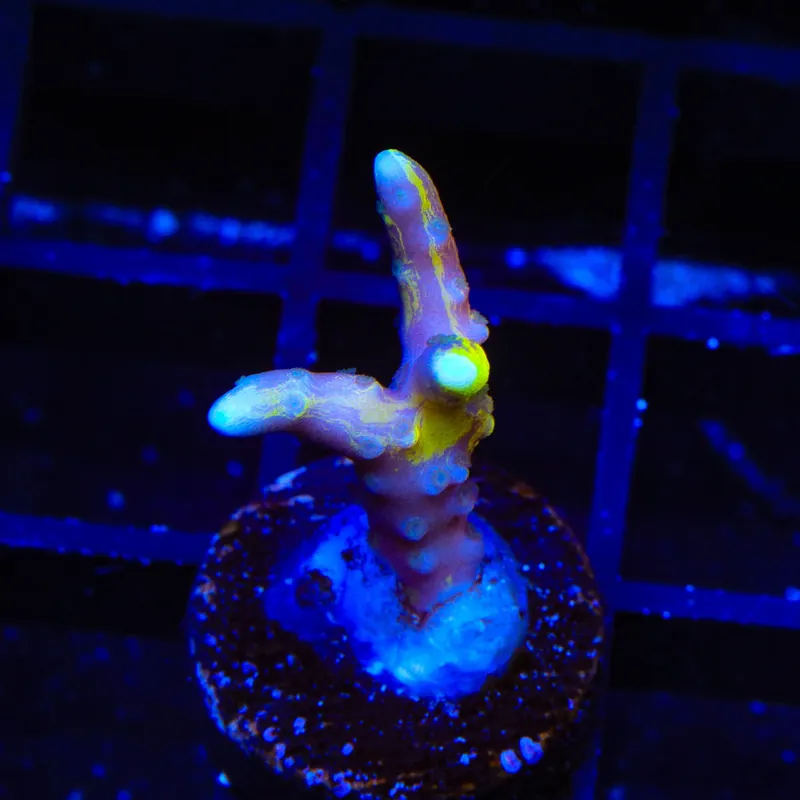 TSA Golden Waves Grafted Anacropora Coral - TSA Coral