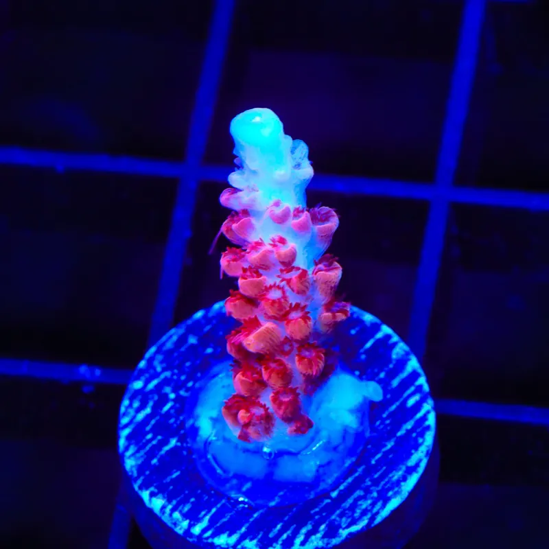 CB Maleficent Acropora Coral - TSA Coral