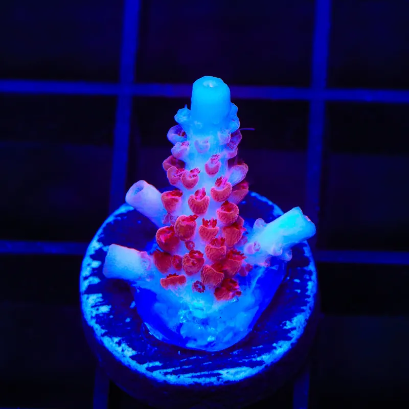 CB Maleficent Acropora Coral - TSA Coral