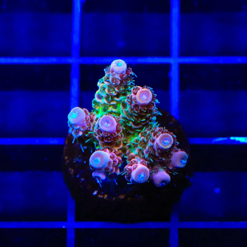 TSA Four Loko Acropora Coral - TSA Coral