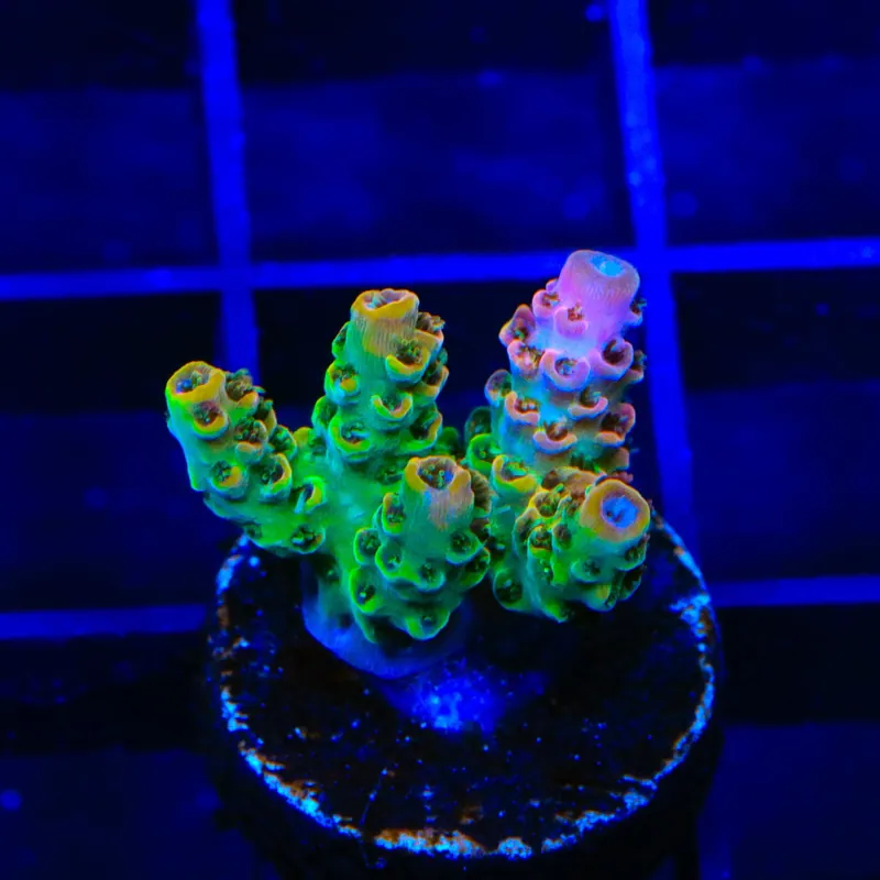 TSA Four Loko Acropora Coral - TSA Coral