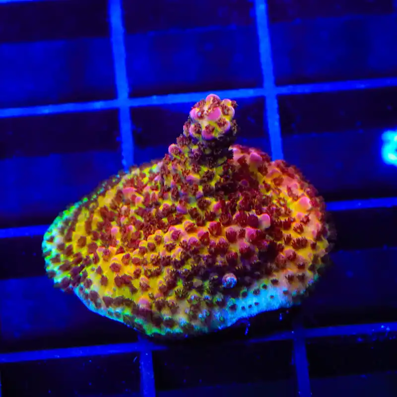 PC Rainbow Acropora Coral - TSA Coral