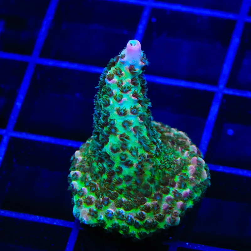 TSA Sour Tsunami Acropora Coral - TSA Coral