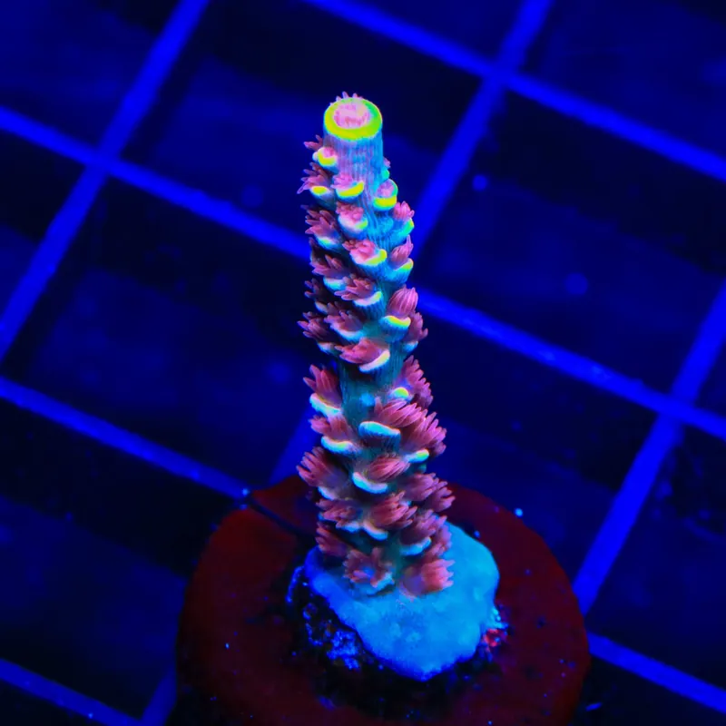 TGC Cherry Bomb Tenuis Acropora Coral - TSA Coral