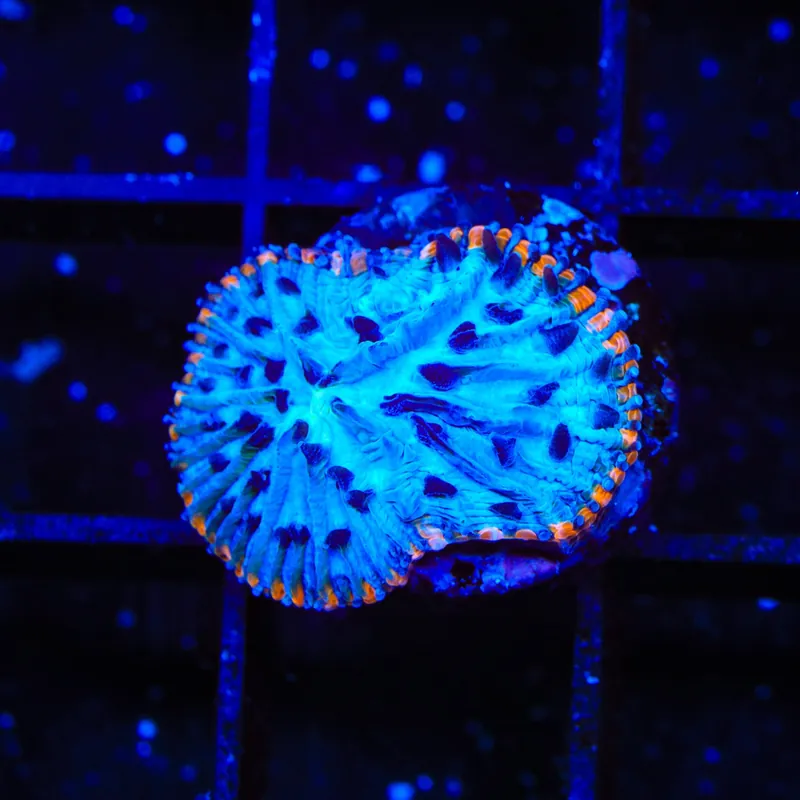 TSA Popsicle Aquacultured Plate Coral - TSA Coral