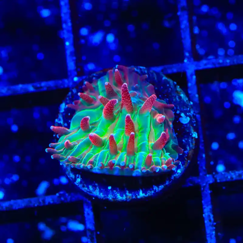 TSA Strawberry Ice Aquacultured Plate Coral - TSA Coral