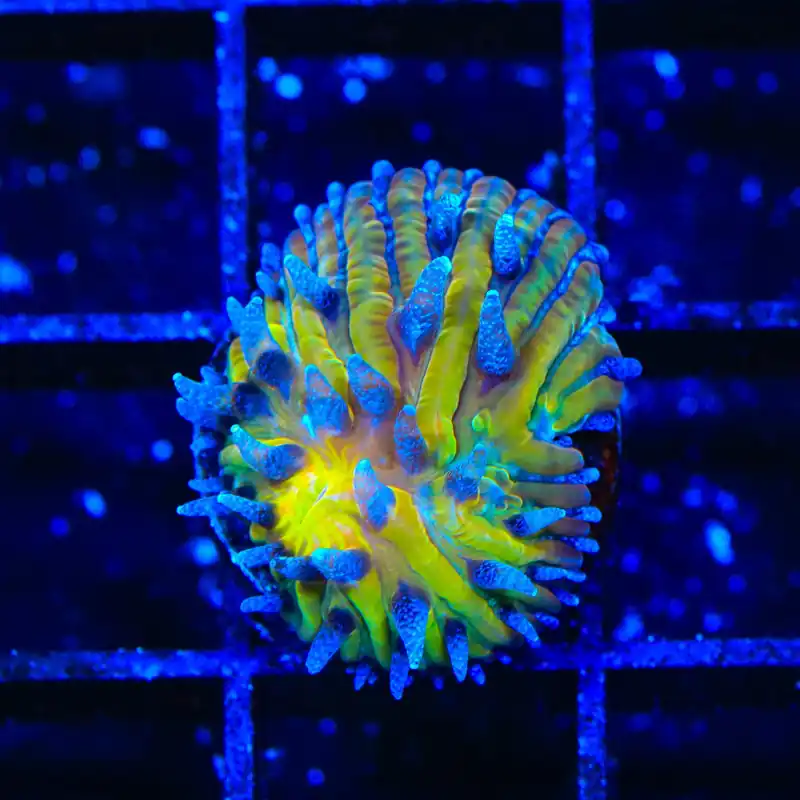 TSA Frosted Sun Aquacultured Plate Coral - TSA Coral