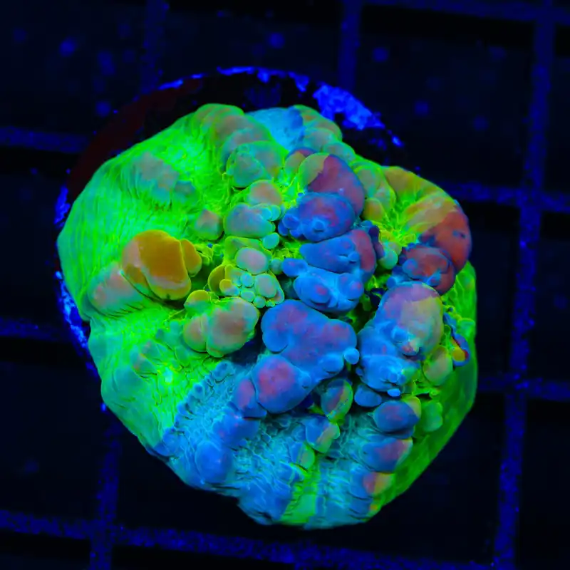 Cosmic Candy Bounce Triple Graft Chalice Coral - TSA Coral