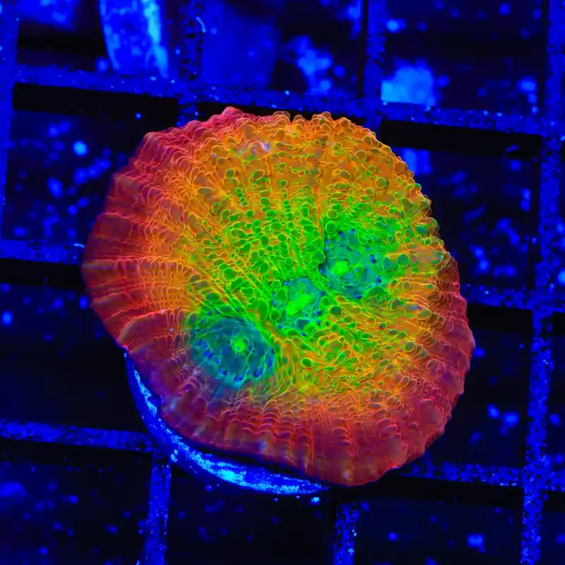 TSA Sunburst Chalice Coral - TSA Coral