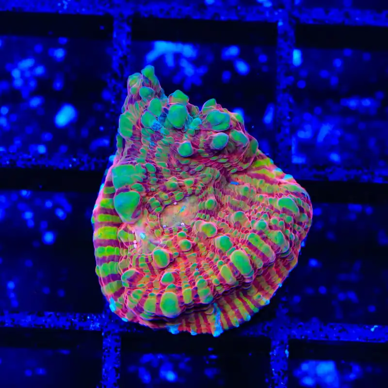 TSA Prison Sentence Chalice Coral - TSA Coral