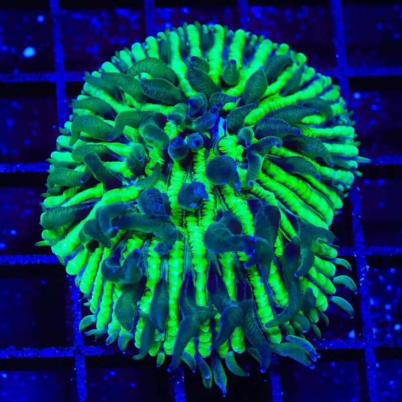 TSA Funky Fungia Plate XL Frag Coral - TSA Coral
