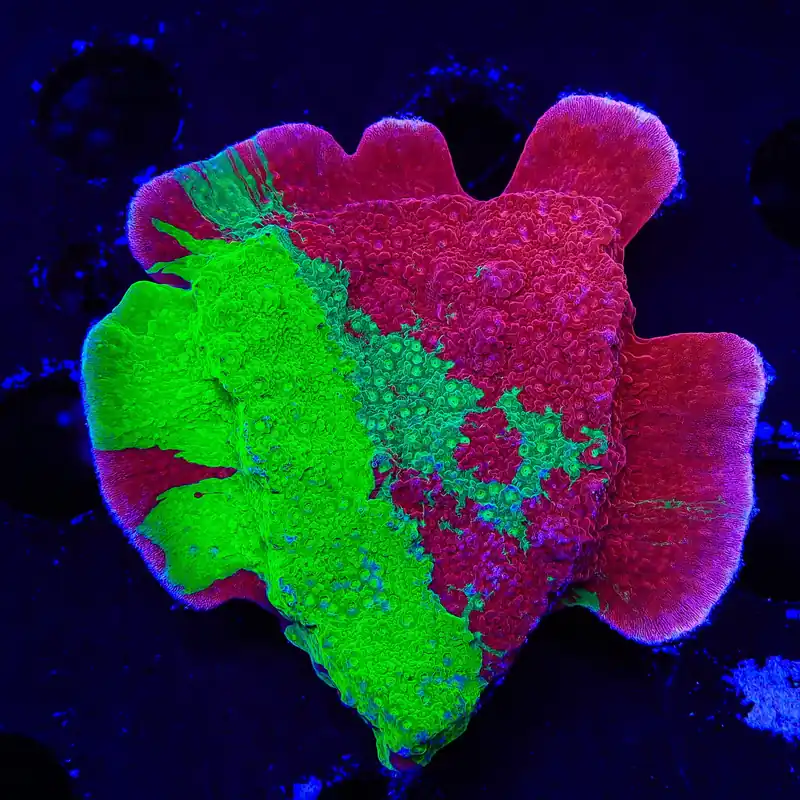 TSA Mind Meld Triple Grafted Montipora XL Frag Coral - TSA Coral
