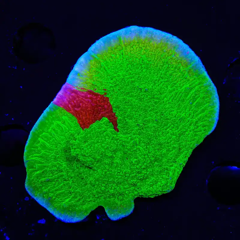 TSA Nuclear Fusion Montipora Cap XL Frag Coral - TSA Coral