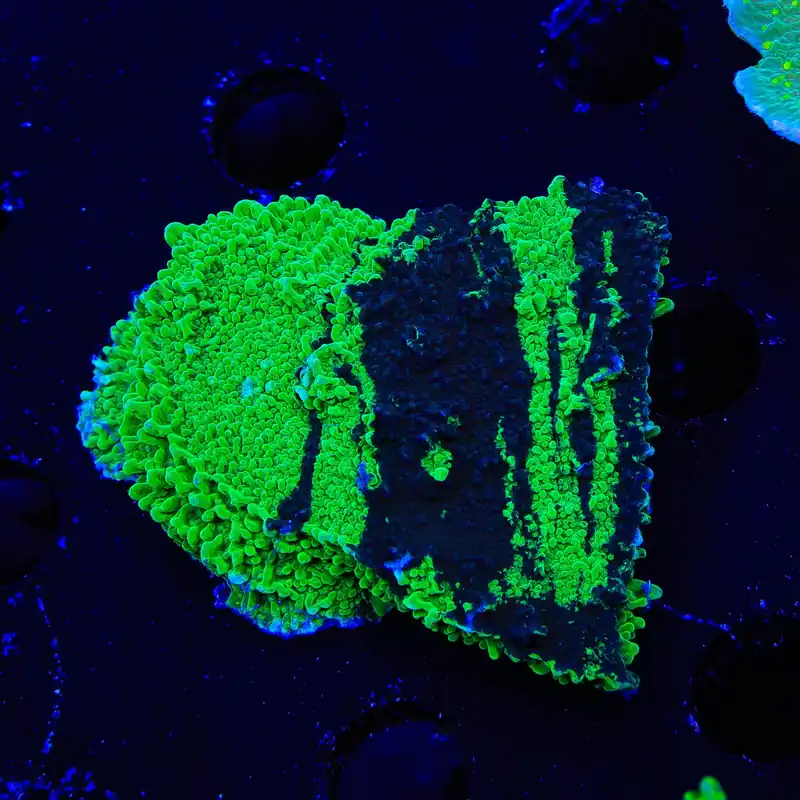 JF Cold Fusion Grafted Montipora XL Frag Coral - TSA Coral