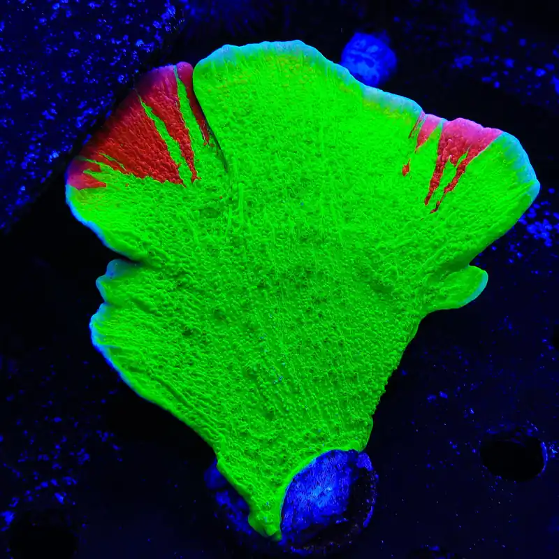TSA Nuclear Fusion Montipora Cap XL Frag Coral - TSA Coral