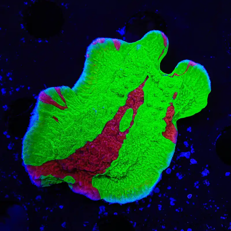 TSA Nuclear Fusion Montipora Cap XL Frag Coral - TSA Coral