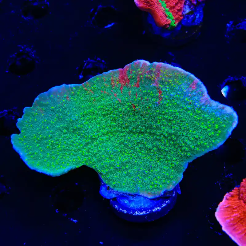 Sunfire Grafted Montipora Cap XL Frag Coral - TSA Coral