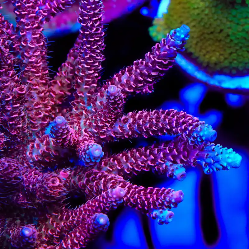TSA Red Tornado Acropora Coral - Top Shelf Aquatics