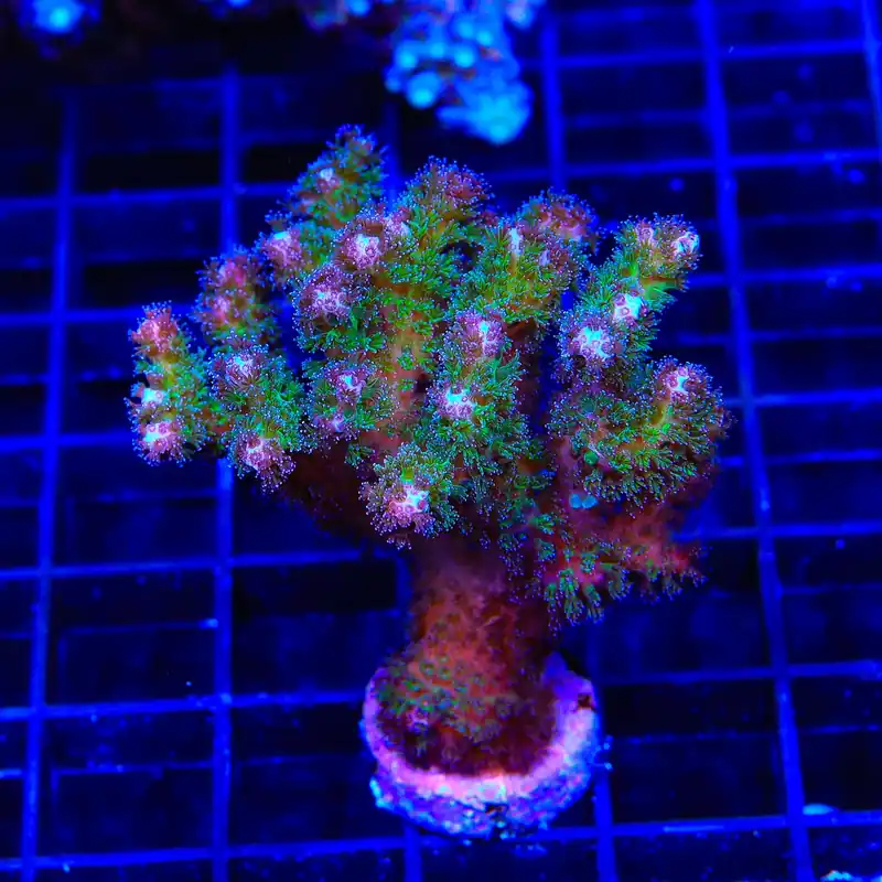 TSA Gold Pocillopora XL Frag Coral - TSA Coral