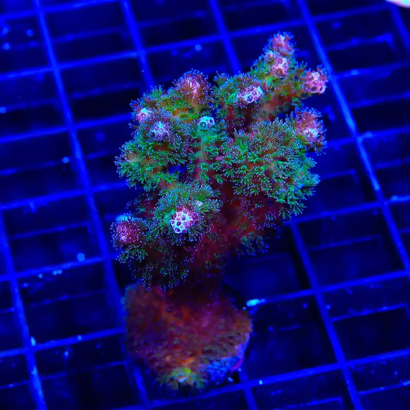 TSA Gold Pocillopora XL Frag Coral - TSA Coral