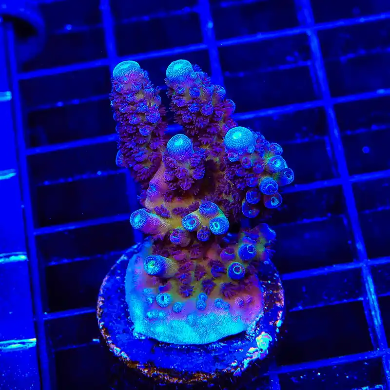 TSA Grimace Fiji Somoensis Acropora XL Frag Coral - TSA Coral