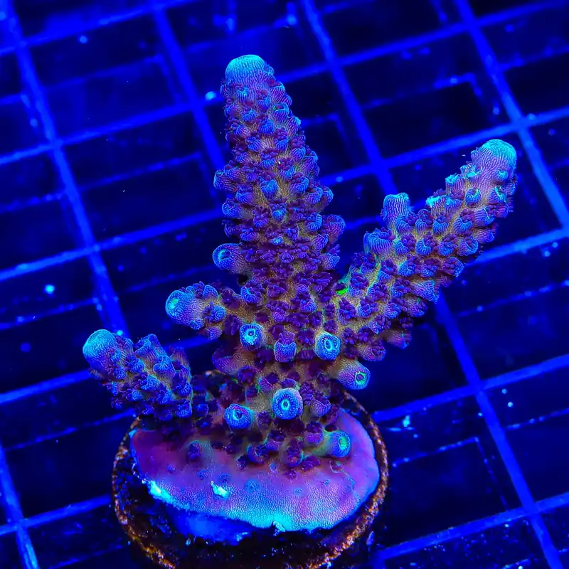 TSA Grimace Fiji Somoensis Acropora XL Frag Coral - TSA Coral