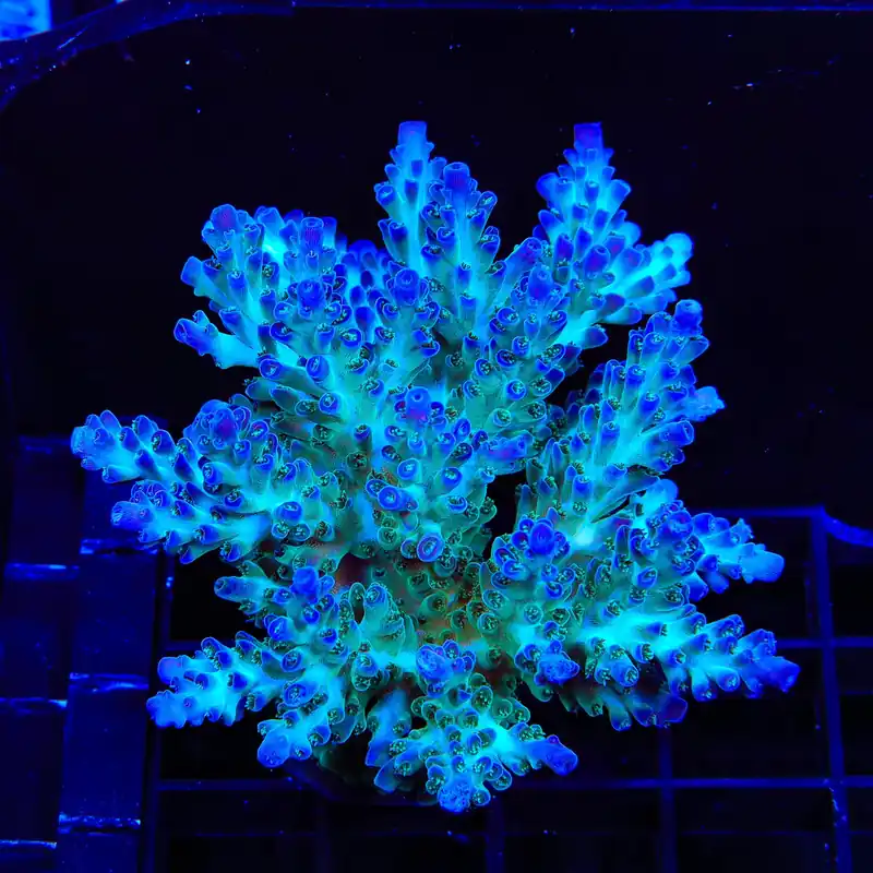 TSA Mossberry Acropora Colony Coral - TSA Coral