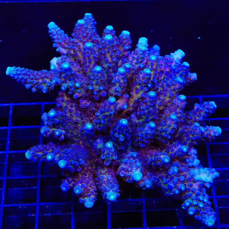 TSA Grimace Fiji Somoensis Acropora Colony Coral - TSA Coral