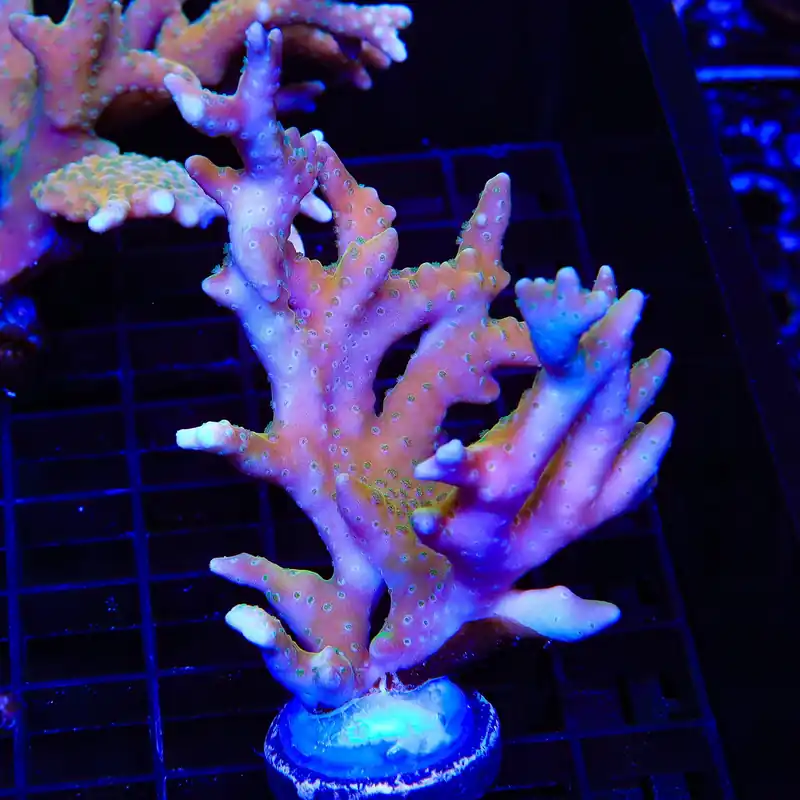 RRC Tropicana Anacropora Colony Coral - TSA Coral