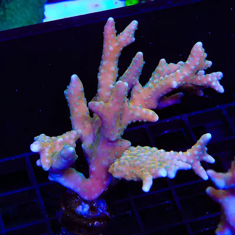 RRC Tropicana Anacropora Colony Coral - TSA Coral