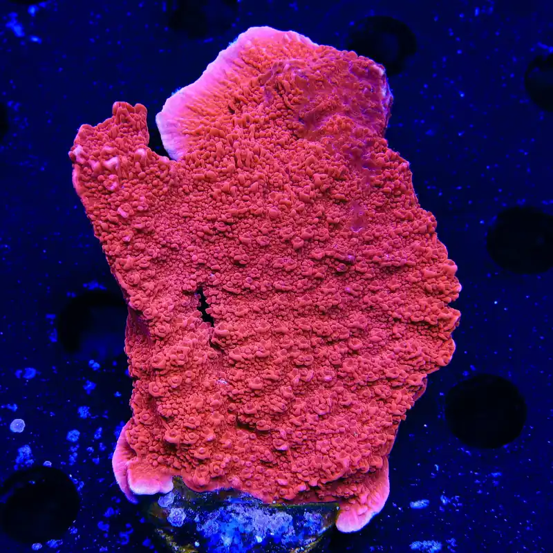 Red Montipora Cap XL Frag Coral - TSA Coral