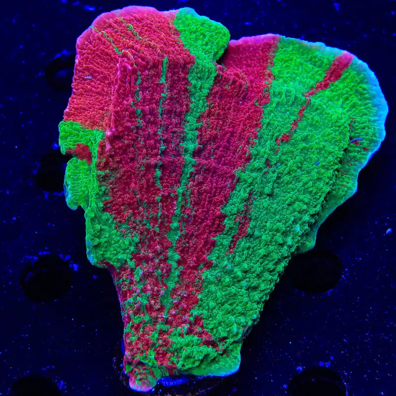 Premium Grafted Montipora Cap Colony Coral - TSA Coral