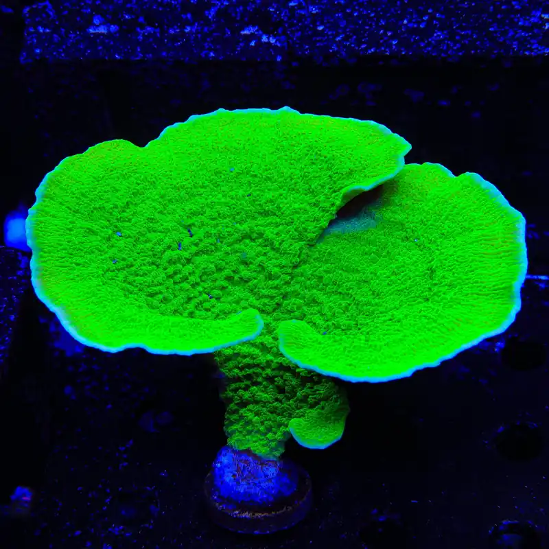 Tyree Toxic Aequituberculata Montipora Cap Colony Coral - TSA Coral