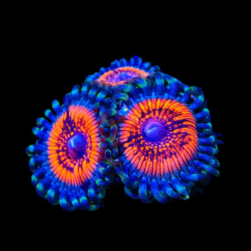 Armor of God Zoanthids Coral - TSA Coral
