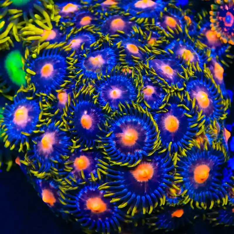 Blow Pop Zoanthids Coral - TSA Coral