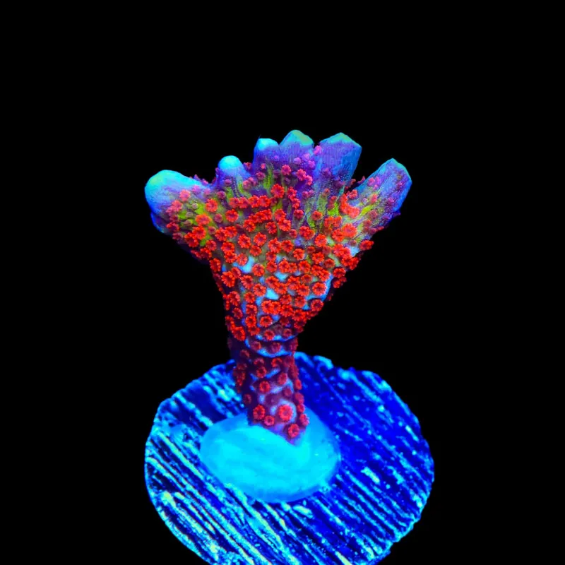 Bubblegum Digitata Montipora Coral - TSA Coral