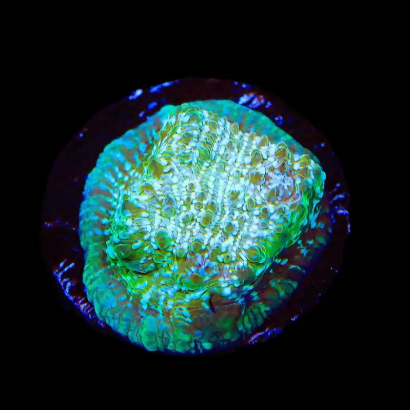 TSA Kriss Kross Chalice Coral - TSA Coral