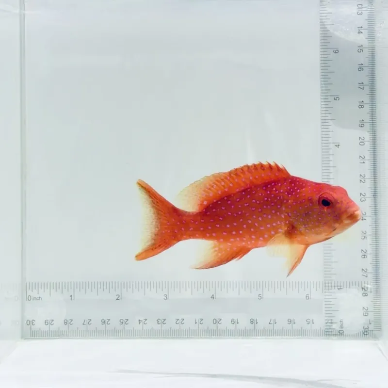 White Edged Lyretail Grouper - TSA Fish