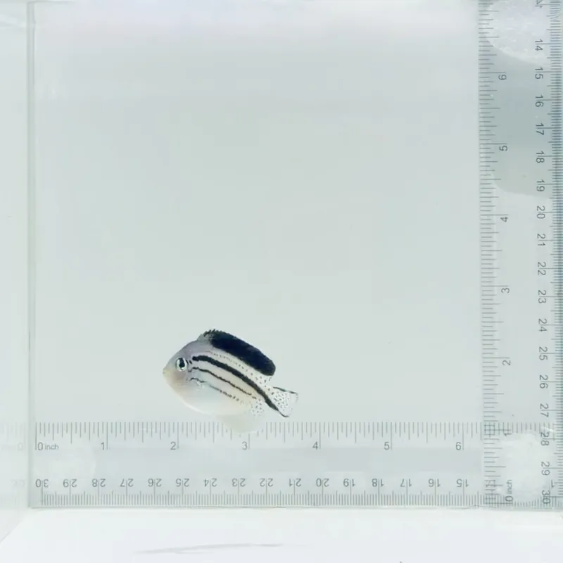 Female Lamarck Angelfish - TSA Fish