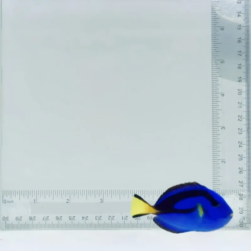 Blue Hippo Tang - TSA Fish