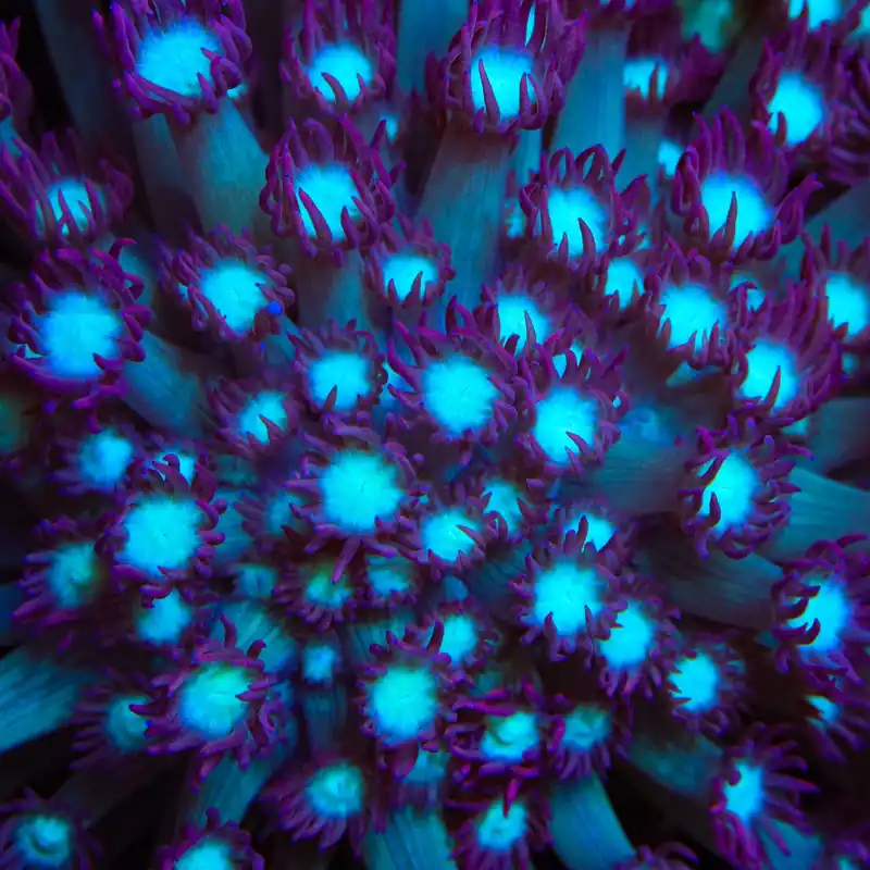 TSA Royal Ice Goniopora Coral - TSA Coral