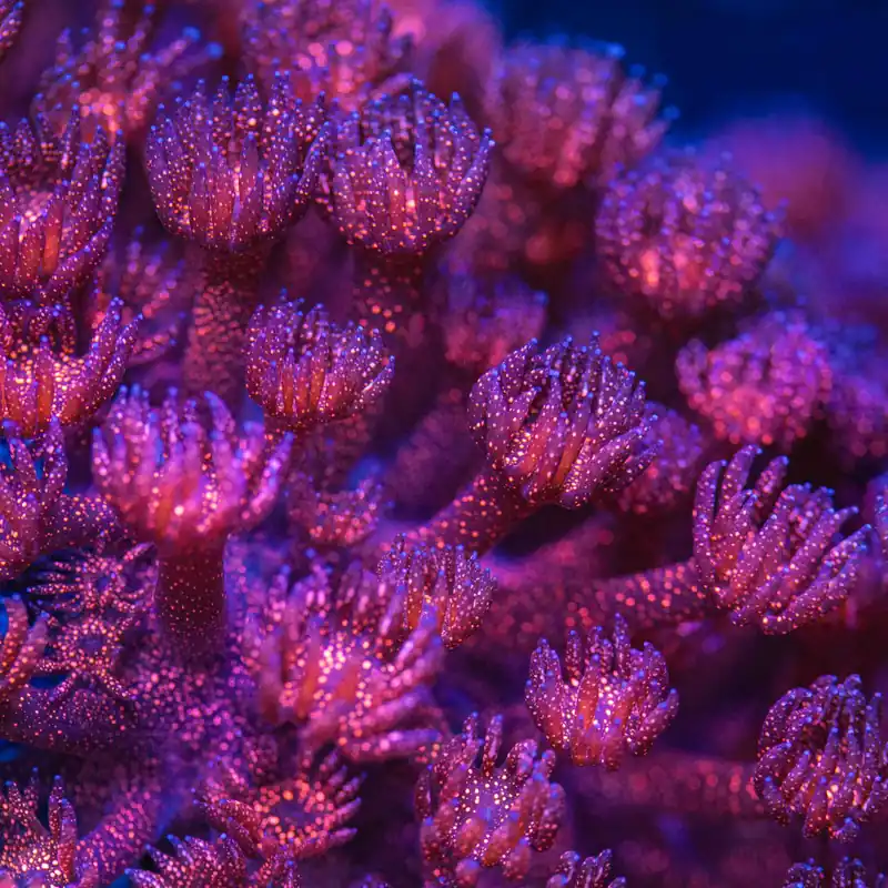 TSA Ruby Red Glitter Goniopora Coral - TSA Coral