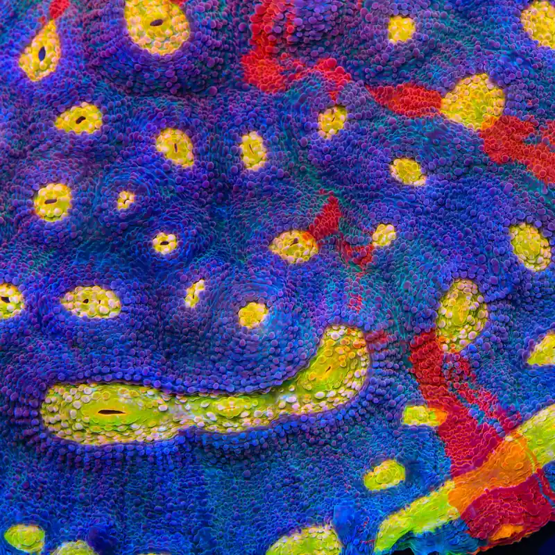 TSA Rainbow Clouds Chalice Coral - TSA Coral