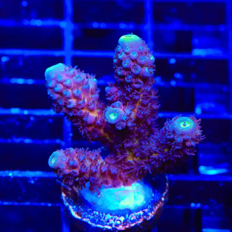 TSA Grimace Fiji Somoensis Acropora XL Frag Coral - TSA Coral