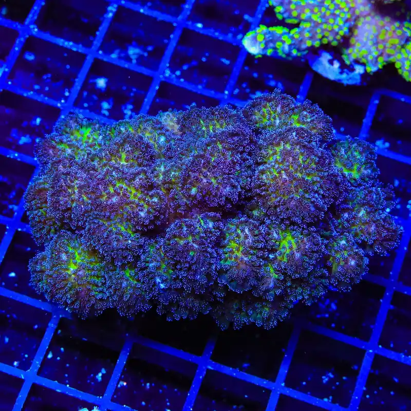 TSA Gold Pocillopora XL Frag Coral - TSA Coral