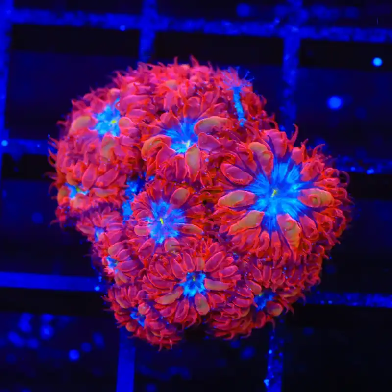 Blue Raven Merletti Blastomussa XL Frag Coral - TSA Coral