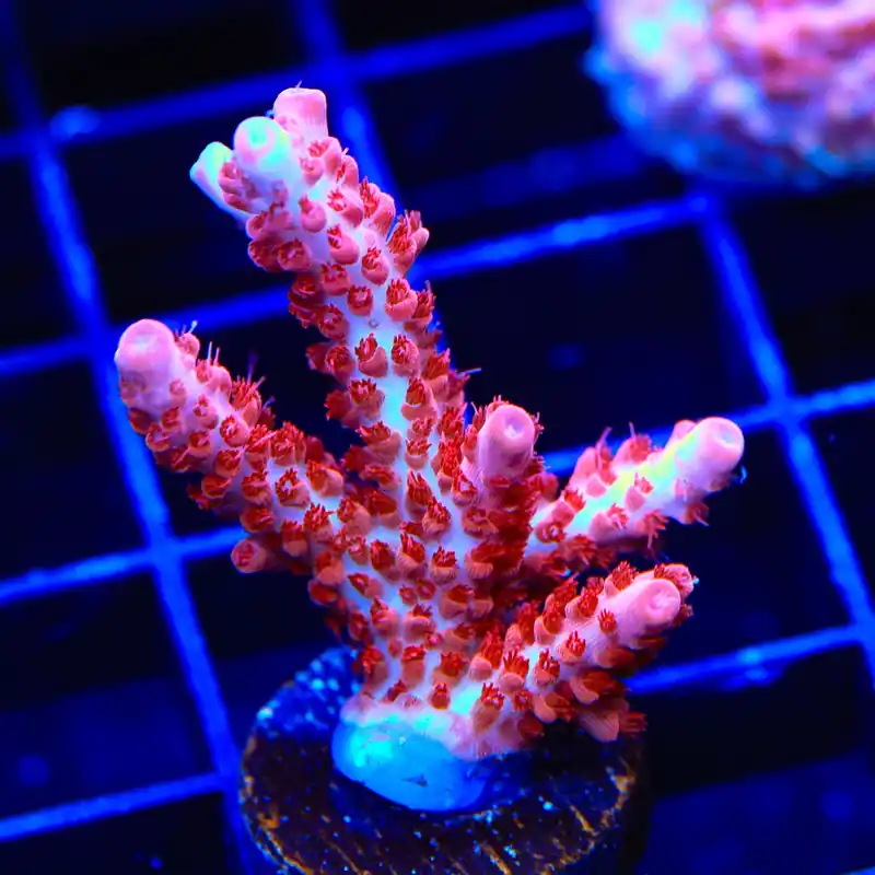 CB Maleficent Acropora XL Frag Coral - TSA Coral