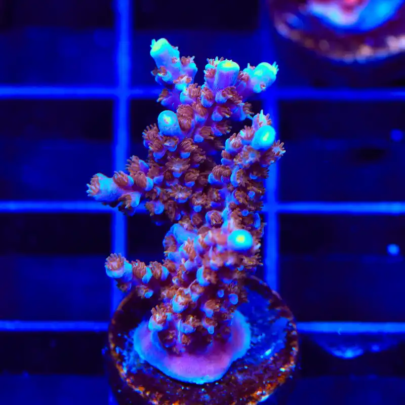 ARC Fireworks Acropora XL Frag Coral - TSA Coral