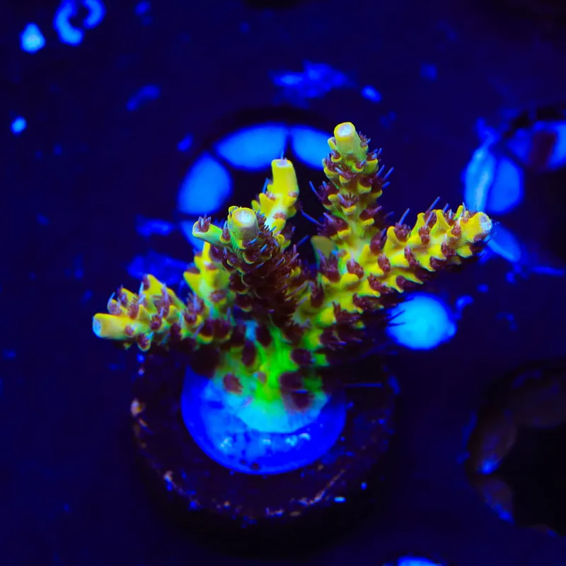 Tyree Pink Lemonade Acropora XL Frag Coral - TSA Coral