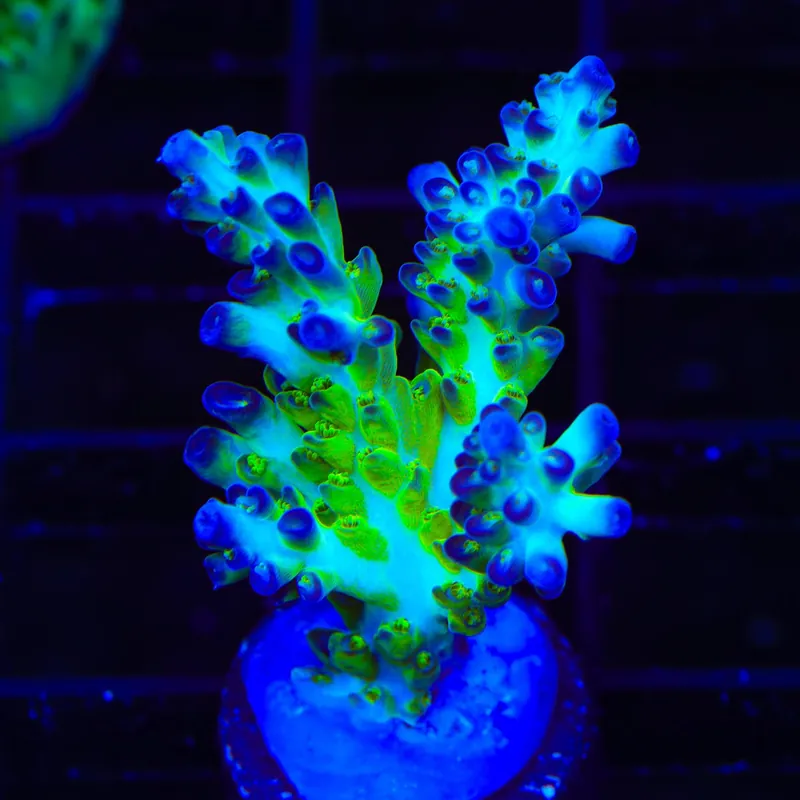 ORA Pearlberry Acropora XL Frag Coral - TSA Coral